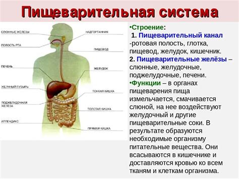  Устройство пищеварительной системы и роль лимонной воды 