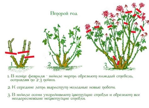  Формирование и обрезка куста плюща в домашних условиях 