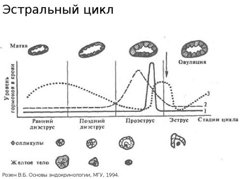  Характеристика физиологического процесса — половые циклы самцов кошачьих
