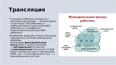 70s рибосомы в цитоплазме