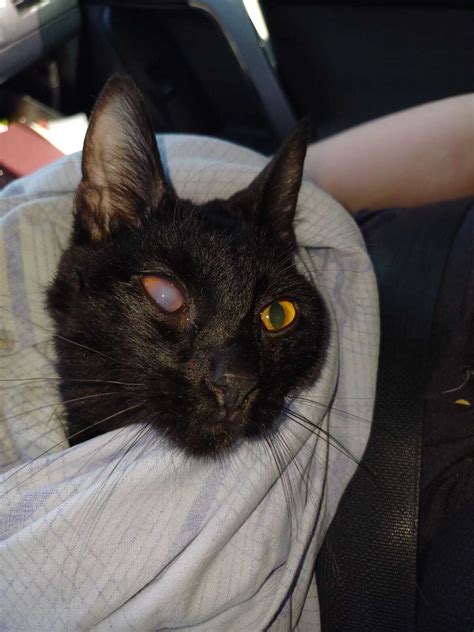 Кот под дверью