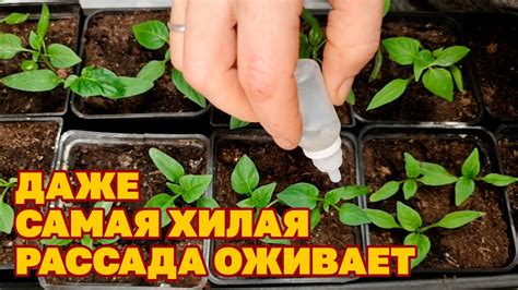 Причины вытягивания настурций