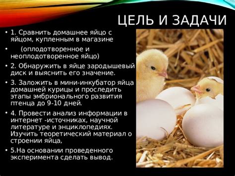 Уход за высоким яйцом и вывод птенцов